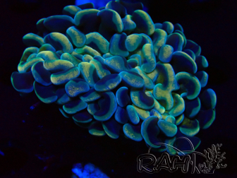 WYSIWYG Euphyllia ancora (Mariculture acclimaté sous LED) 18B6 (Skeleton 4 cm/Open 7.5 cm)