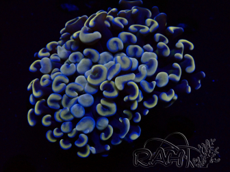 WYSIWYG Euphyllia ancora (Marikultur akklimatisiert unter LED) 4 (Skelett 7 cm/Geöffnet 10 cm)