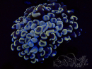 WYSIWYG Euphyllia ancora (Marikultur akklimatisiert unter LED) 4 (Skelett 7 cm/Geöffnet 10 cm)