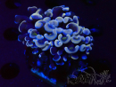 WYSIWYG Euphyllia ancora (Mariculture acclimaté sous LED) 18D2 (Skeleton 3.5 cm/Open 5 cm)