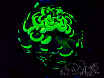 WYSIWYG Euphyllia ancora (Mariculture acclimaté sous LED) 18D1 (Skeleton 4 cm/Open 5.5 cm)