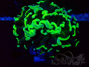 WYSIWYG Euphyllia ancora (Marikultur, akklimatisiert unter LED) 9 (Skelett 6 cm/Geschlossen 12 cm)