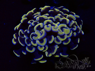 WYSIWYG Euphyllia ancora (Mariculture acclimated under LED) 8 (Skeleton 6 cm/Open 12 cm)