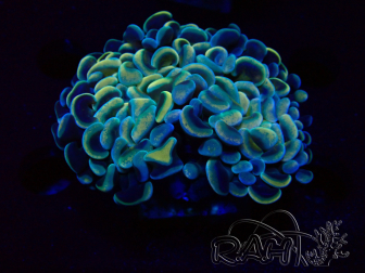 WYSIWYG Euphyllia ancora (Marikultur unter LED akklimatisiert) 7 (Skelett 7 cm/offen 11 cm)