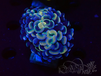 WYSIWYG Euphyllia ancora (Mariculture acclimaté sous LED) 18C3 (Skeleton 4 cm/Open 5.5 cm)