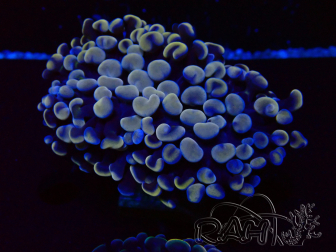 WYSIWYG Euphyllia ancora (Marikultur akklimatisiert unter LED) 5 (Skelett 7 cm/Geöffnet 11 cm)