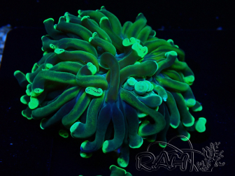 WYSIWYG Euphyllia ancora (Marikultur akklimatisiert unter LED) 1 (Skelett 7 cm/Geöffnet 9 cm)