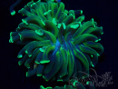 WYSIWYG Euphyllia ancora (Acclimatata alla maricoltura sotto LED) 10 (Scheletro 7 cm/Aperta 11 cm)