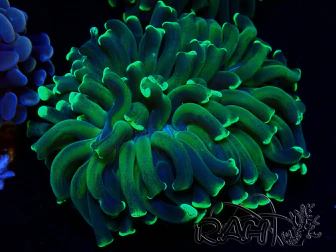 WYSIWYG Euphyllia ancora (Mariculture acclimaté sous LED) 18A3 (Skeleton 5 cm/Open 6.5 cm)