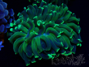 WYSIWYG Euphyllia ancora (Mariculture acclimaté sous LED) 18A3 (Skeleton 5 cm/Open 6.5 cm)