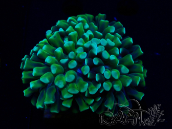 WYSIWYG Euphyllia ancora (Maricultura acclimatata sotto LED) 12 (Scheletro 8 cm/Aperto 11 cm)