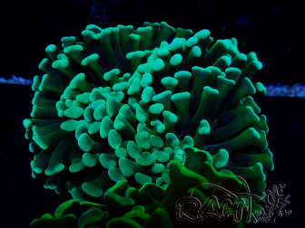 WYSIWYG Euphyllia ancora (Maricultura aclimatada bajo LED) 13 (Esqueleto 5 cm/Abierto 10 cm)