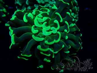 WYSIWYG Euphyllia ancora (Marikultur unter LED akklimatisiert) 14 (Skelett 7 cm/Geöffnet 11 cm)