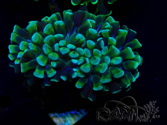 WYSIWYG Euphyllia ancora (Maricoltura acclimatata sotto LED) 15 (Scheletro 5 cm/ Aperto 10 cm)