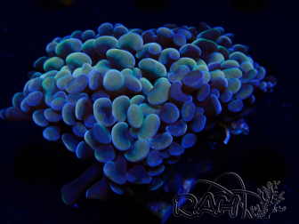 WYSIWYG Euphyllia ancora (Marikultur, akklimatisiert unter LED) 16 (Skelett 5 cm/Geöffnet 9 cm)