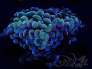 WYSIWYG Euphyllia ancora (Mariculture acclimaté sous LED) 18B2 (Skeleton 6.5 cm/Open 7.5 cm)