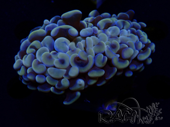 WYSIWYG Euphyllia ancora (Maricultura aclimatada bajo LED) 17 (Esqueleto 5 cm/Abierto 10 cm)