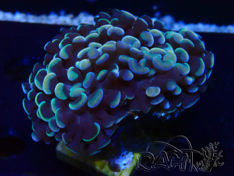 WYSIWYG Euphyllia ancora (Marikultur unter LED akklimatisiert) 18 (Skelett 5 cm/Geöffnet 9 cm)
