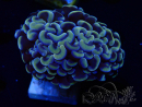 WYSIWYG Euphyllia ancora (Marikultur, akklimatisiert unter LED) 2 (Skelett 7 cm/Geöffnet 10 cm)