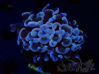 WYSIWYG Euphyllia ancora  (Mariculture acclimaté sous LED) 8 (Skeleton 6 cm/Open 12 cm)