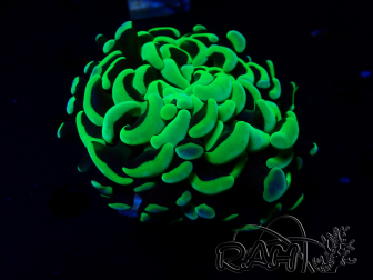 WYSIWYG Euphyllia ancora  (Mariculture acclimaté sous LED) 9 (Skeleton 6 cm/Open 12 cm)