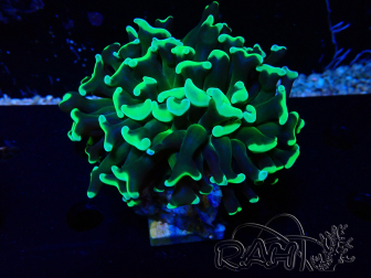 WYSIWYG Euphyllia ancora (Marikultur, akklimatisiert unter LED) 9 (Skelett 6 cm/Geschlossen 12 cm)