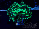 WYSIWYG Euphyllia ancora (Marikultur, akklimatisiert unter LED) 9 (Skelett 6 cm/Geschlossen 12 cm)