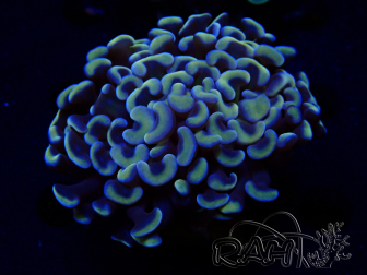 WYSIWYG Euphyllia ancora  (Mariculture acclimaté sous LED) 8 (Skeleton 6 cm/Open 12 cm)
