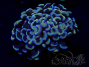 WYSIWYG Euphyllia ancora  (Mariculture acclimaté sous LED) 8 (Skeleton 6 cm/Open 12 cm)