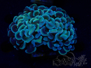 WYSIWYG Euphyllia ancora (Maricultura aclimatada bajo LED) 7 (Esqueleto 7 cm/Abierto 11 cm)