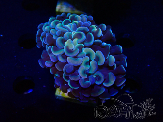 WYSIWYG Euphyllia ancora  (Mariculture acclimaté sous LED) 6 (Skeleton 5 cm/Open 10 cm)