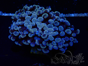 WYSIWYG Euphyllia ancora (Marikultur akklimatisiert unter LED) 5 (Skelett 7 cm/Geöffnet 11 cm)