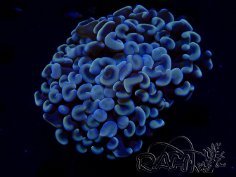WYSIWYG Euphyllia ancora (Marikultur akklimatisiert unter LED) 4 (Skelett 7 cm/Geöffnet 10 cm)