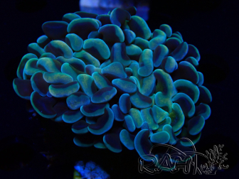 WYSIWYG Euphyllia ancora (Maricoltura acclimatata sotto LED) 3 (Scheletro 7 cm/Aperto 10 cm)