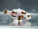 Amphiprion ocellaris Orange Storm Zucht Frankreich ACDP 3–4 cm