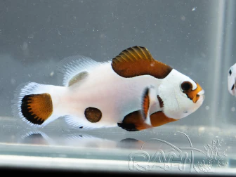 Amphiprion ocellaris Tricolor Storm, bred in France, ACDP, 3–4 cm