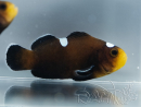 Amphiprion ocellaris Black Domino kweek Frankrijk ACDP 3-4 cm