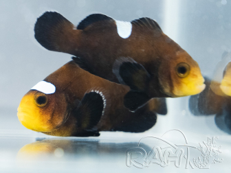 Amphiprion ocellaris Black Domino Cría Francia ACDP 3-4 cm