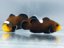 Amphiprion ocellaris Black Domino, bred in France, ACDP, 3–4 cm