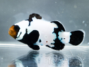 Amphiprion ocellaris Black Bullet Hole kweek Frankrijk ACDP 3-4 cm