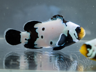 Amphiprion ocellaris Black Bullet Hole Cría Francia ACDP 3-4 cm