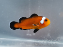 Amphiprion Mocha allevamento Francia ACDP 3-5 cm