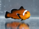 Amphiprion Mocha allevamento Francia ACDP 3-5 cm