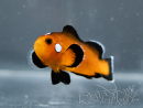 Amphiprion Mocha allevamento Francia ACDP 3-5 cm