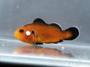Amphiprion Mocha allevamento Francia ACDP 3-5 cm