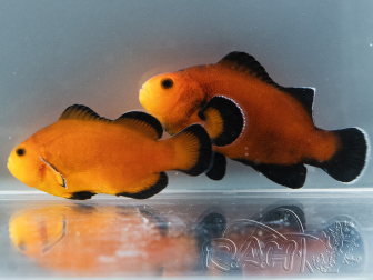 Amphiprion ocellaris Mocha Naked breeding France ACDP 3–5 cm