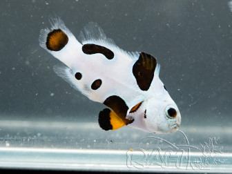 Amphiprion ocellaris Tricolore Storm Elevage France ACDP 3-4 cm