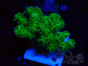 WYSIWYG Pocillopora damicormis amarillo verde