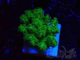 WYSIWYG Pocillopora damicormis jaune vert