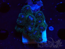 WYSIWYG Pocillopora damicornis  rose